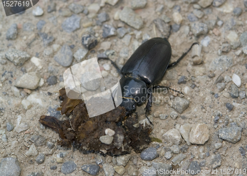 Image of female stag beetle sideways