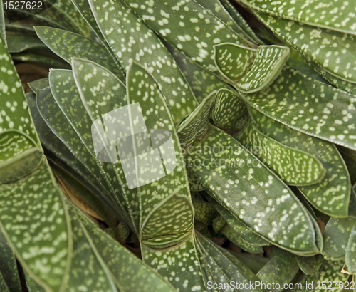 Image of abstract succulent plant detail