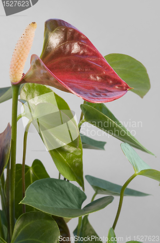 Image of Flamingo Flower