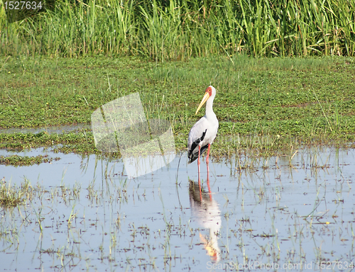 Image of waterside scenery with Yellow-billed Stork