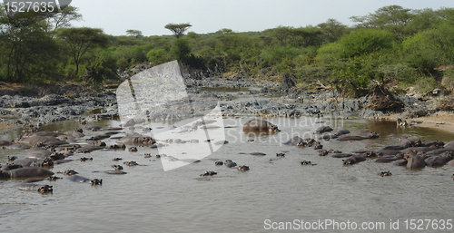 Image of lots of hippos in a river