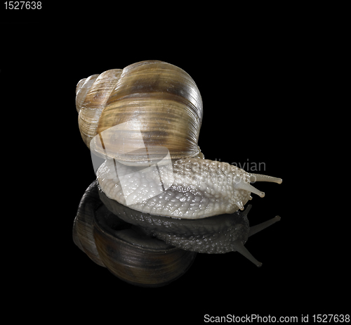 Image of Grapevine snail on black