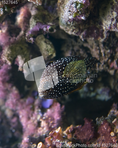 Image of dotted butterfly fish