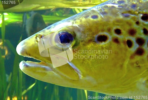 Image of Swimming fish