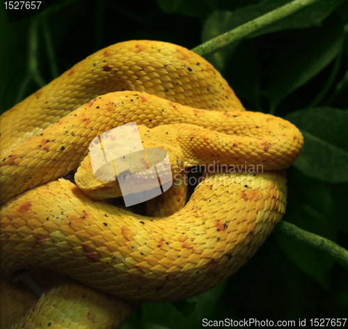Image of eyelash viper