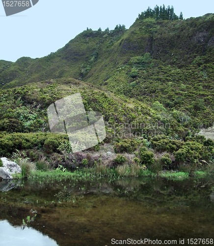 Image of overgrown riparian scenery