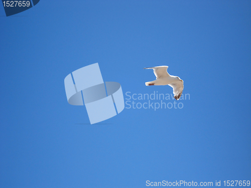 Image of flying seagull in the sky