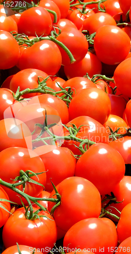 Image of Tomato vertical