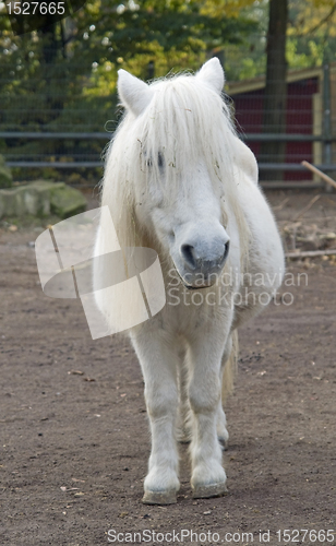 Image of white pony