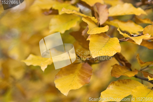 Image of yellow autumn leaves