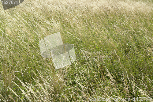 Image of high grassland background