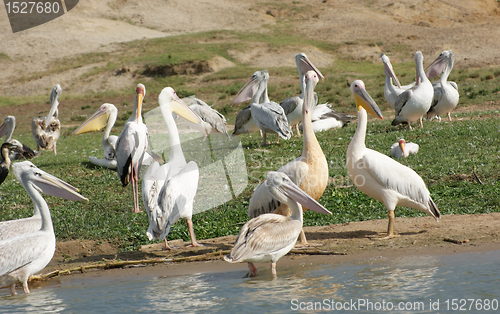 Image of Great White Pelicans in Uganda