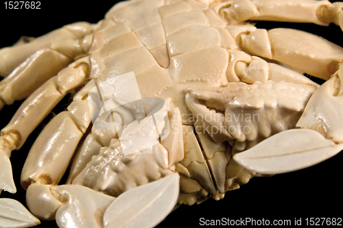 Image of detail of a moon crab