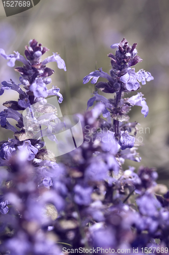 Image of pastel flower closeup