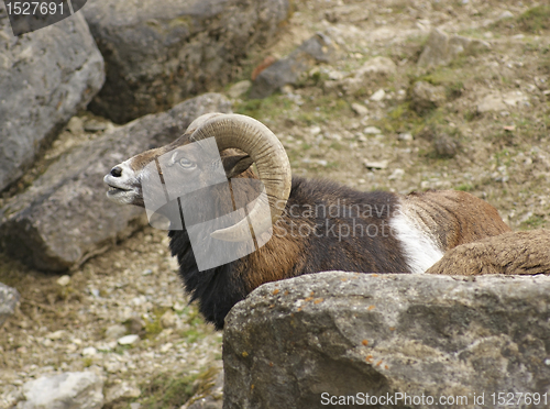 Image of mouflon portrait in stony back