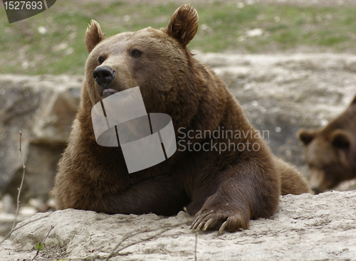 Image of resting Brown Bear on the ground
