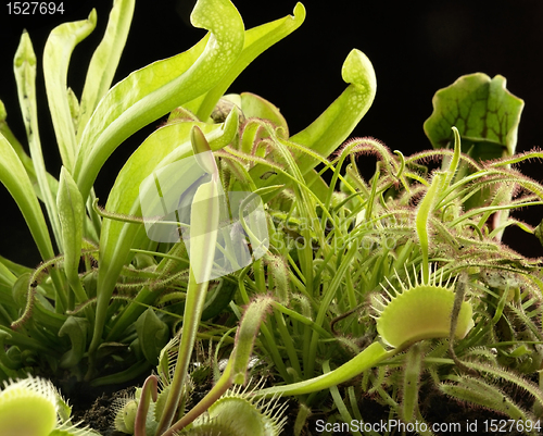 Image of carnivorous plants