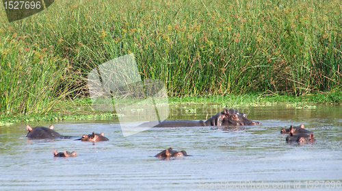 Image of some Hippos waterside in Uganda