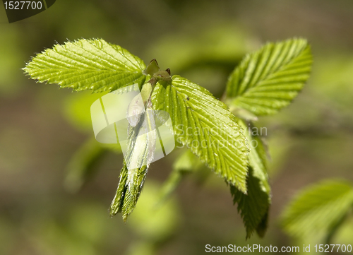 Image of folded spring leaves