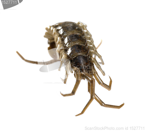Image of dead supine centipede