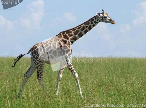 Image of walking Giraffe in african grassland