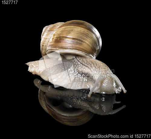 Image of Grapevine snail on black