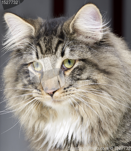 Image of Norwegian Forest Cat portrait