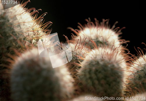 Image of cactus closeup