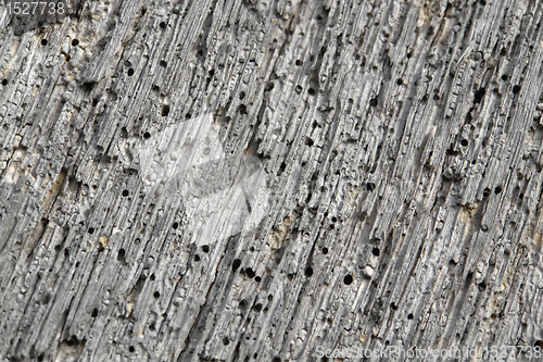 Image of weathered porous wood detail
