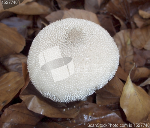 Image of puffball mushroom