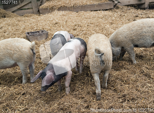 Image of Domestic Pigs