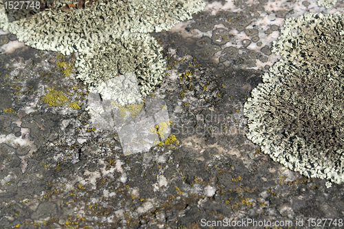 Image of greenish lichen on stony ground