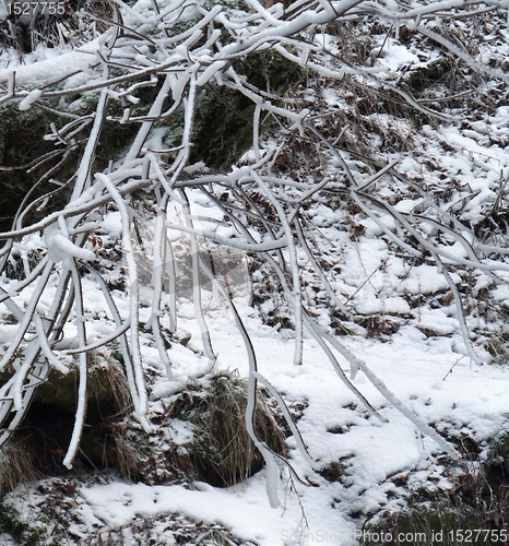 Image of winter detail with snow and twigs