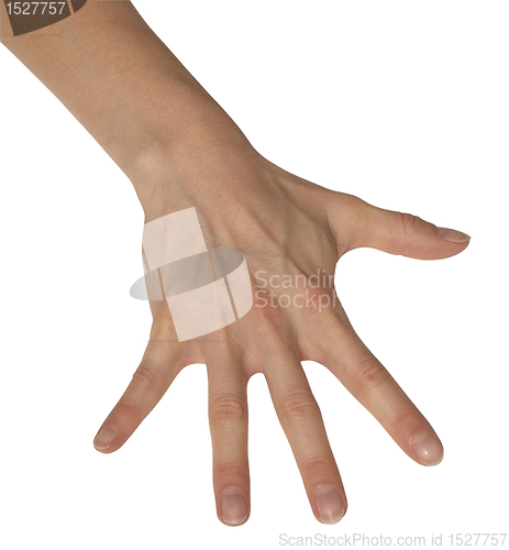Image of splayed feminine hand