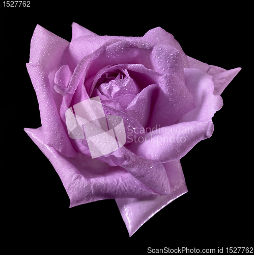 Image of pink wet rose flower