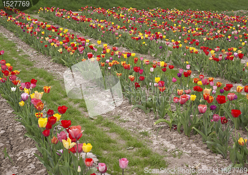 Image of colorful field of tulips