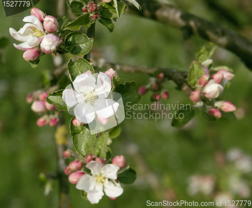 Image of apple blossoms closeup
