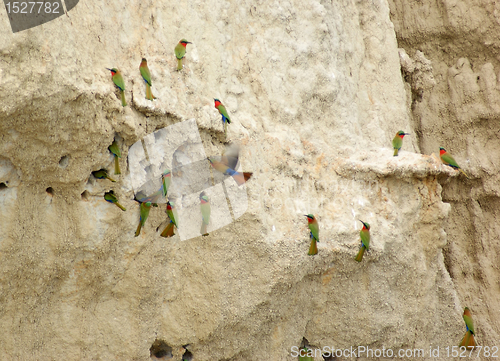 Image of lots of Bee-eaters in Uganda