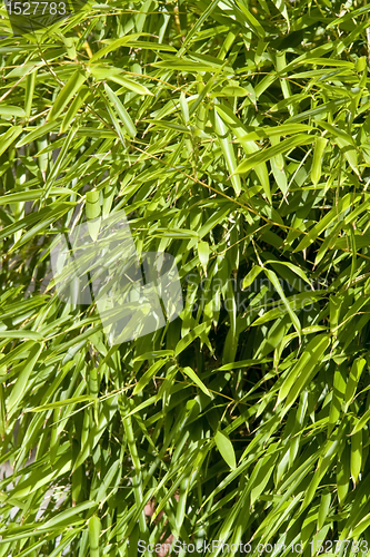 Image of sunny illuminated bamboo leaves