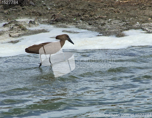 Image of Hamerkop in Africa