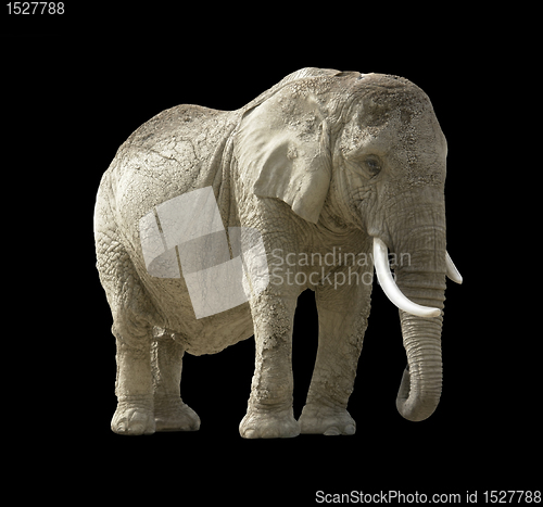 Image of african elephant