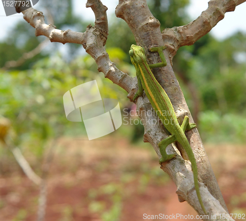 Image of Chameleon on a bough in Africa