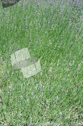 Image of lavender background