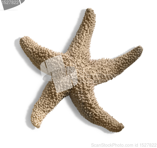 Image of isolated starfish