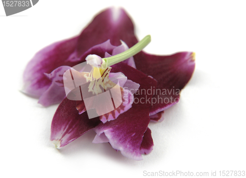 Image of destroyed violet orchid flower
