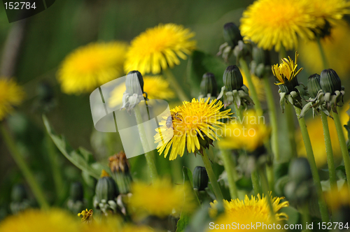 Image of Dandelion