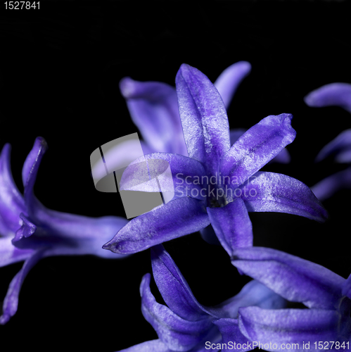 Image of blue flowers on black