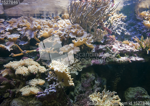Image of underwater scenery with corals