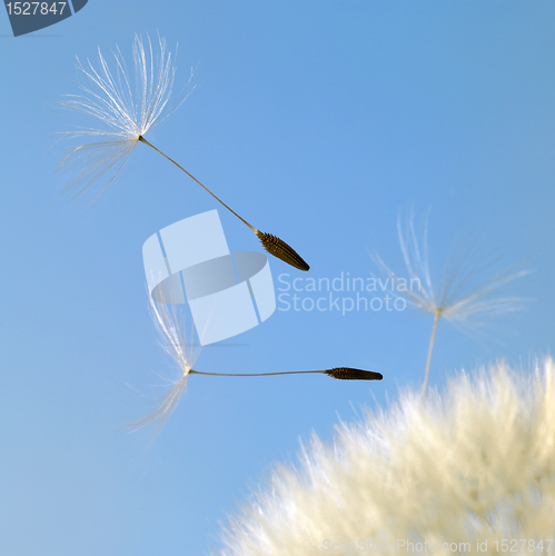Image of flying dandelion seeds in blue back