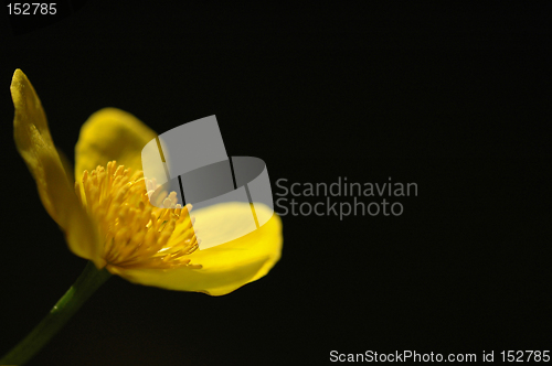 Image of Flower